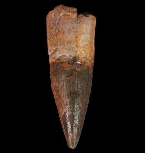 Spinosaurus Tooth - Almost No Tip Wear #65473